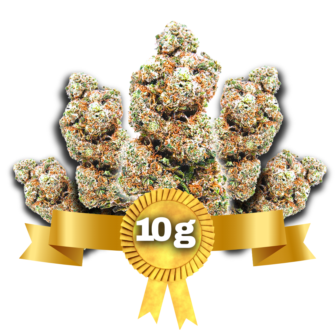 10g Blueberry idroponica