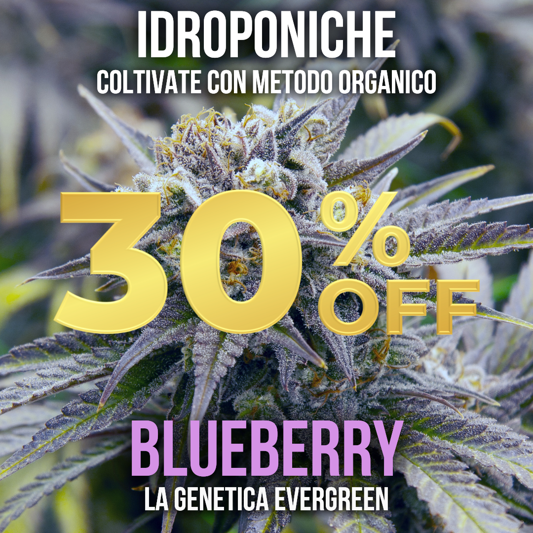5g Blueberry idroponica