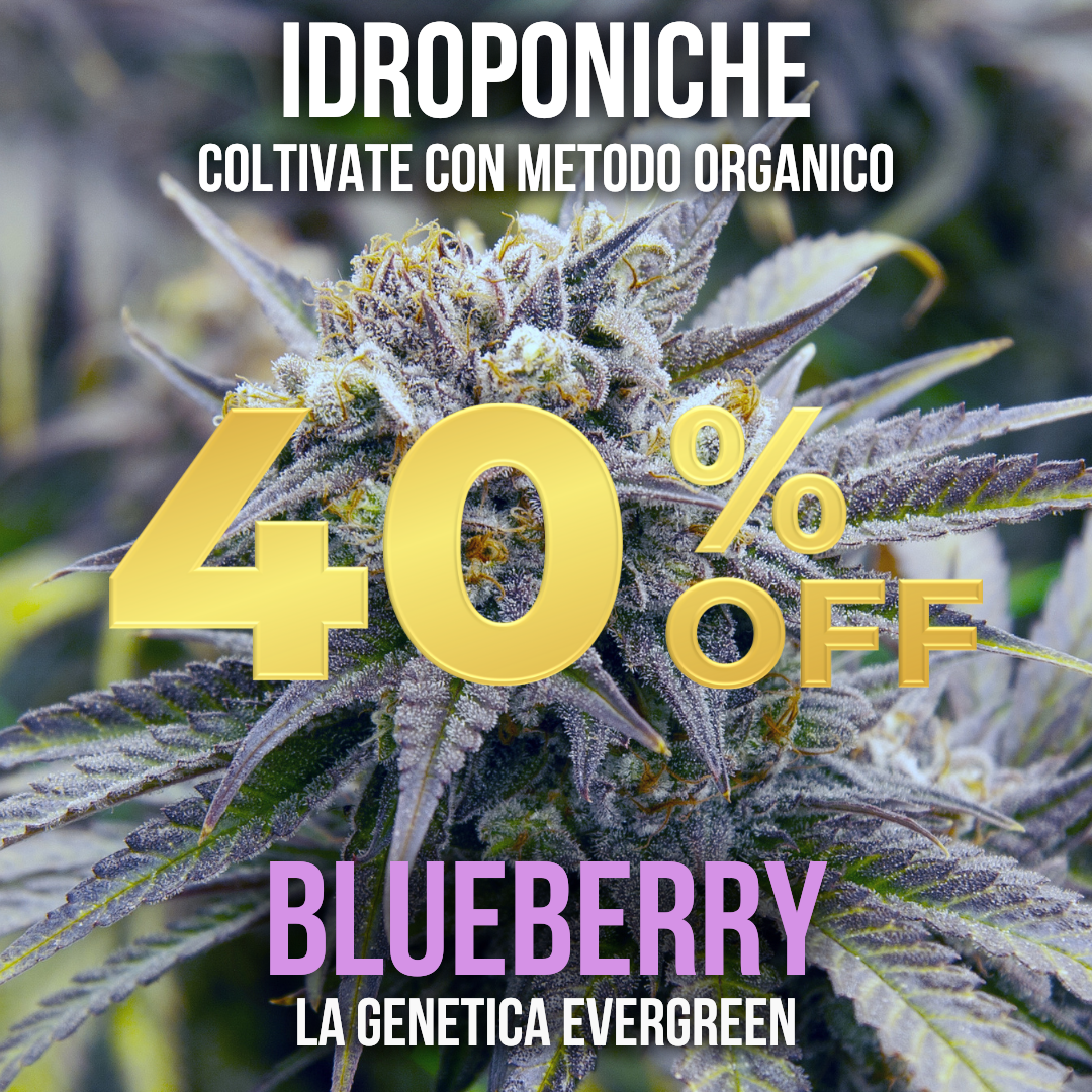 10g Blueberry idroponica