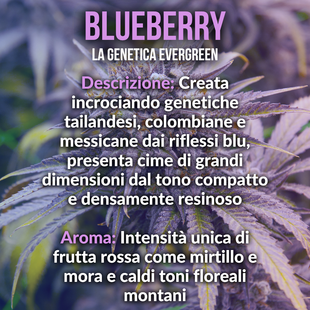 15g Blueberry idroponica