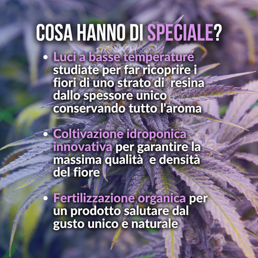 15g Blueberry idroponica