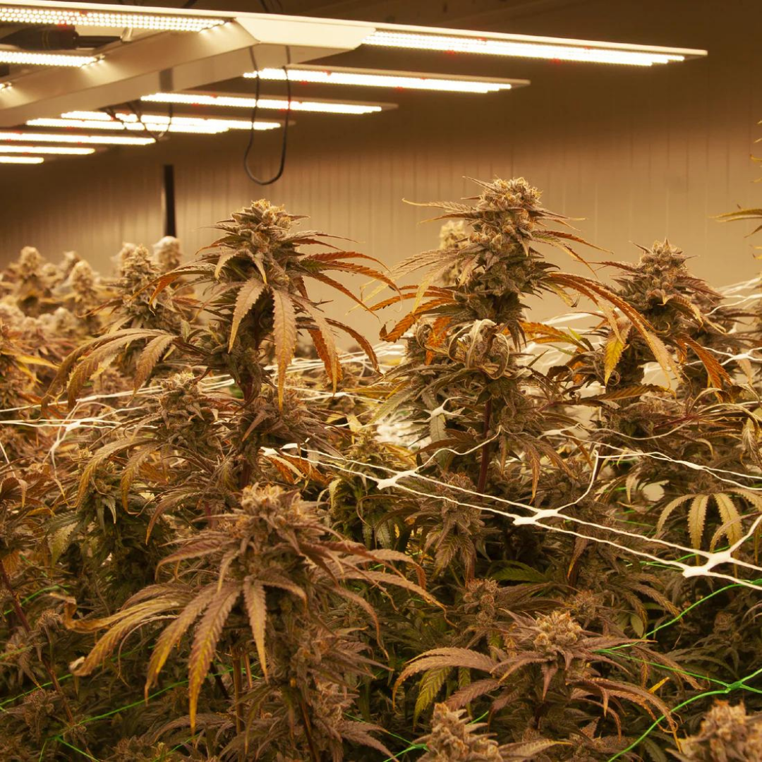 5g Blueberry idroponica