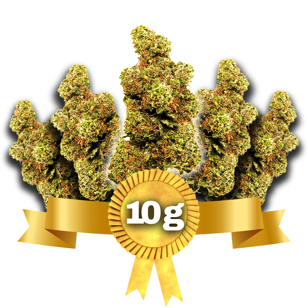 10g Key Lemon Pie idroponica