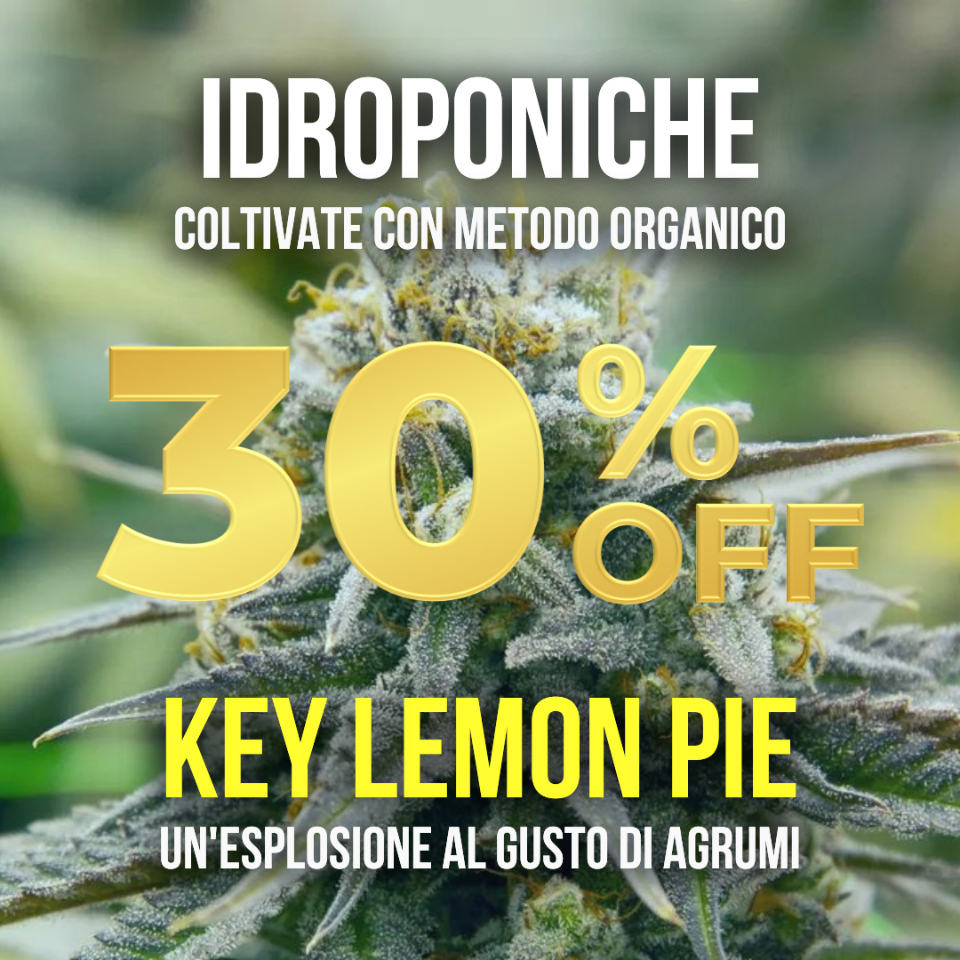 5g Key Lemon Pie idroponica