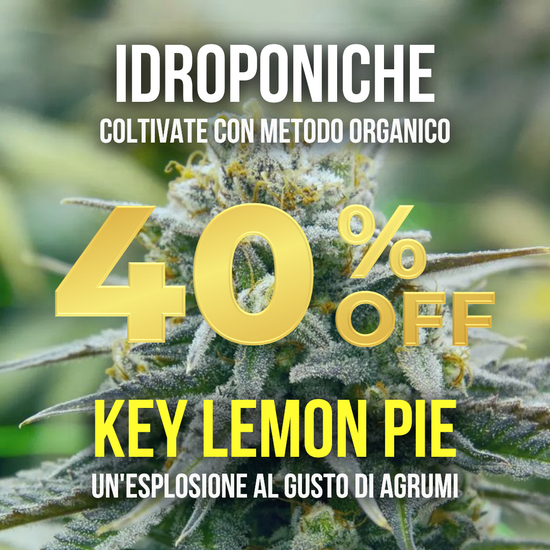 10g Key Lemon Pie idroponica