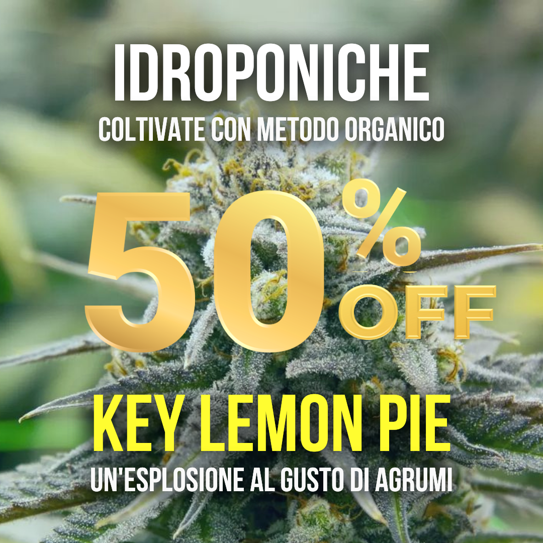 15g Key Lemon Pie idroponica