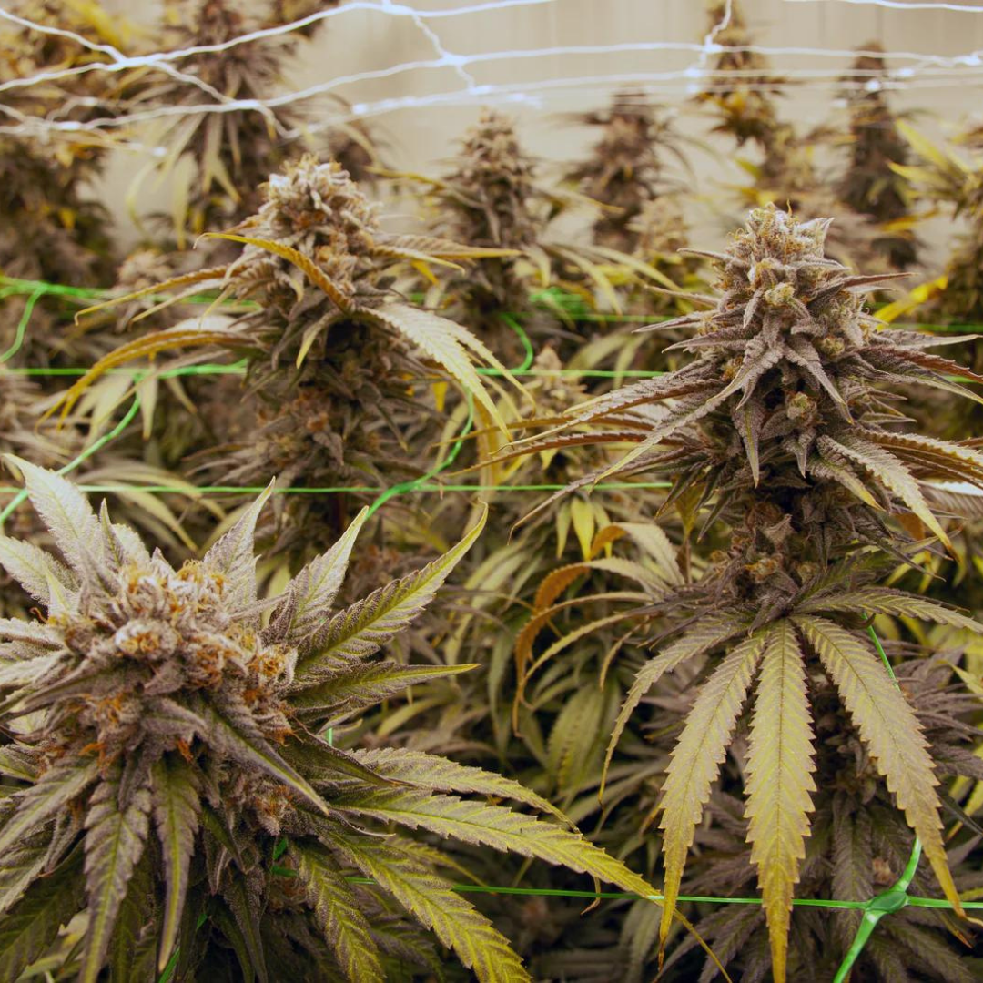 15g Key Lemon Pie idroponica