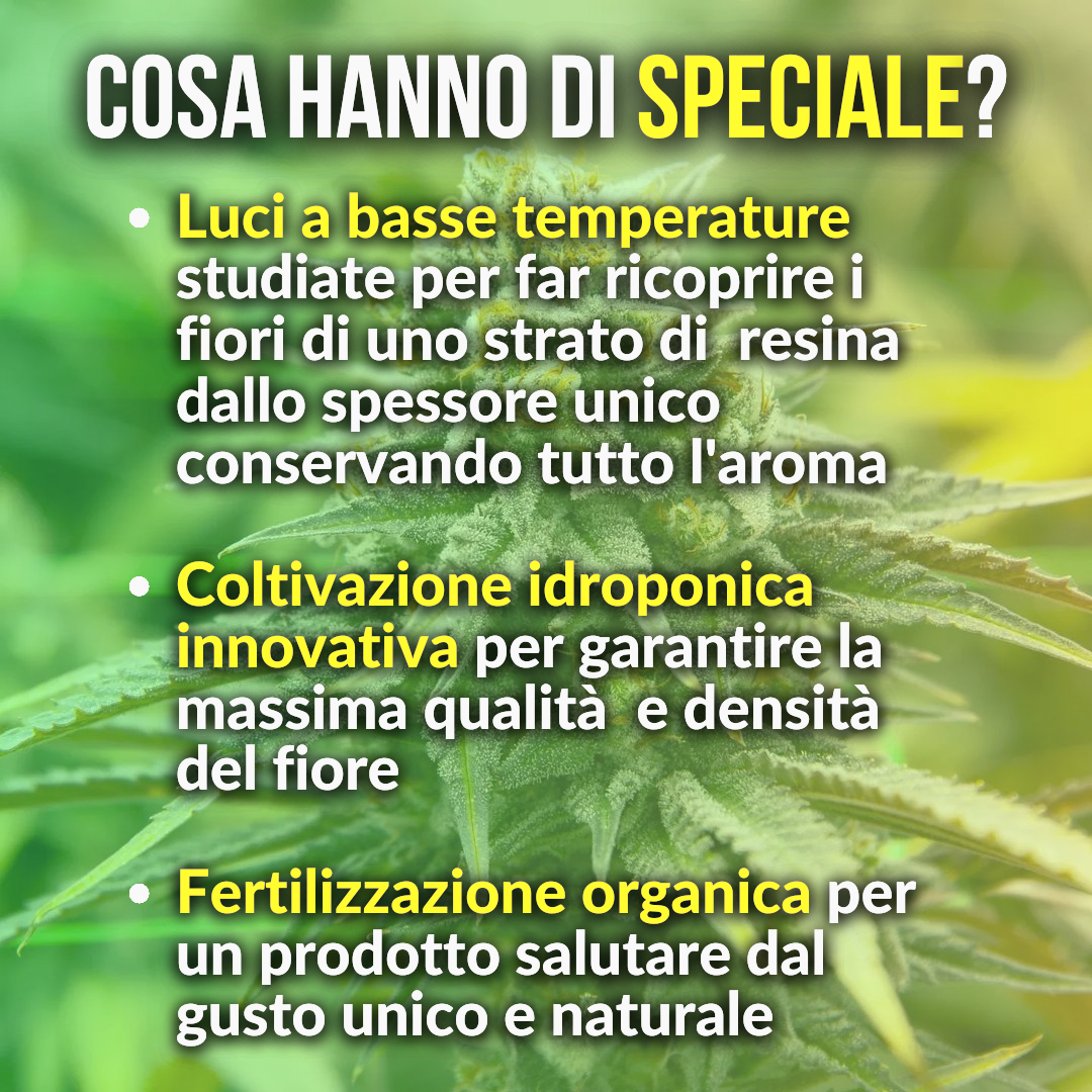 5g Key Lemon Pie idroponica