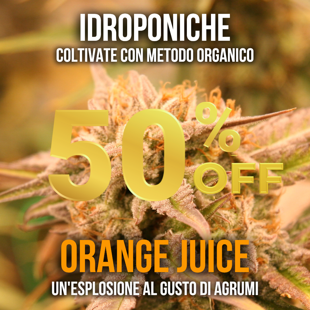 15g Orange Juice idroponica