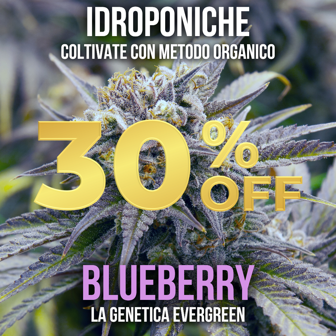 5g Blueberry hydroponics 