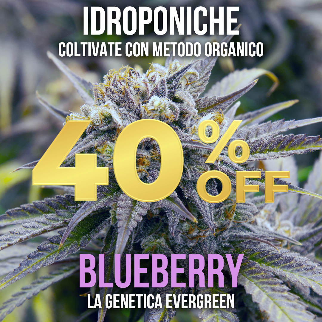 10g Blueberry hydroponics 