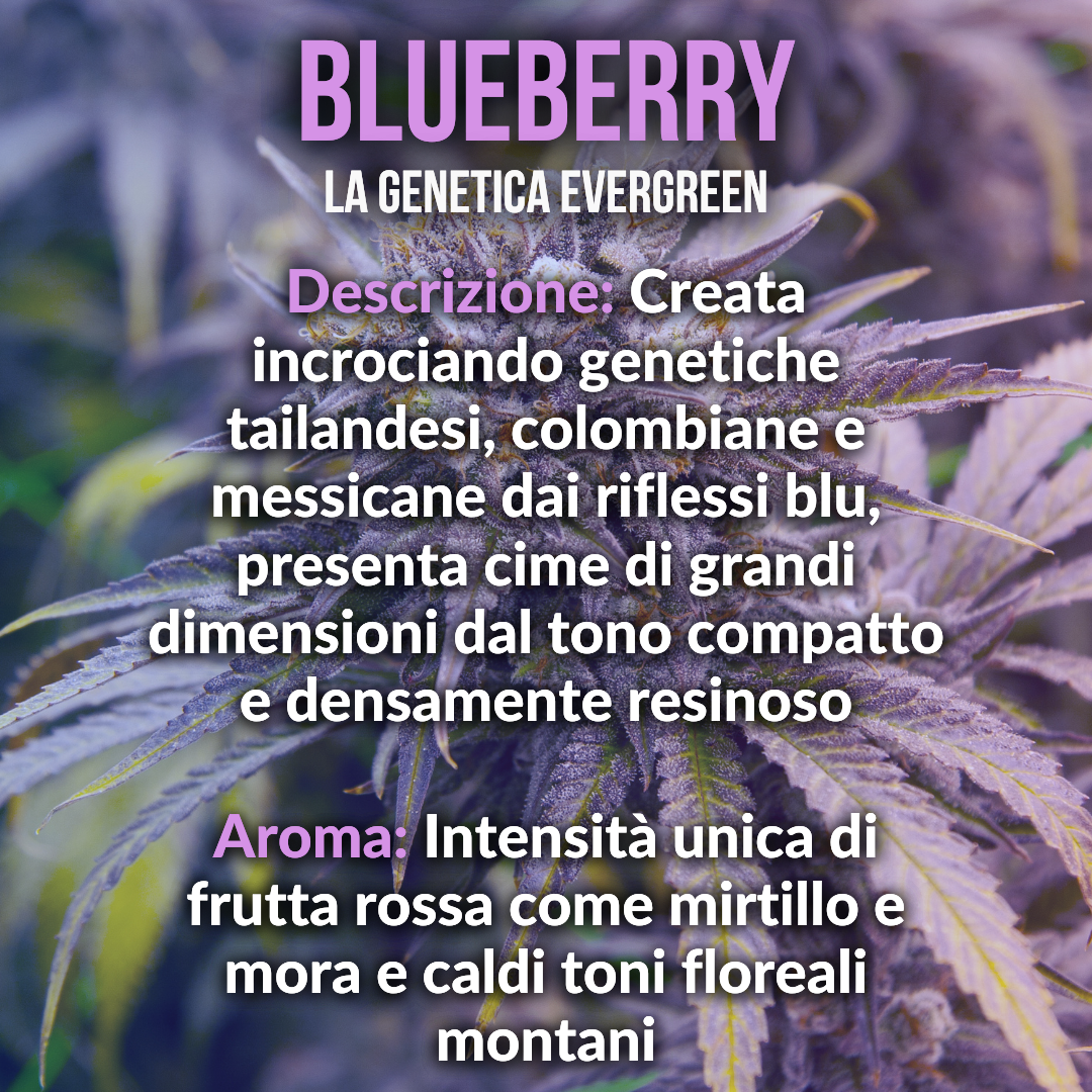 10g Blueberry hydroponics 