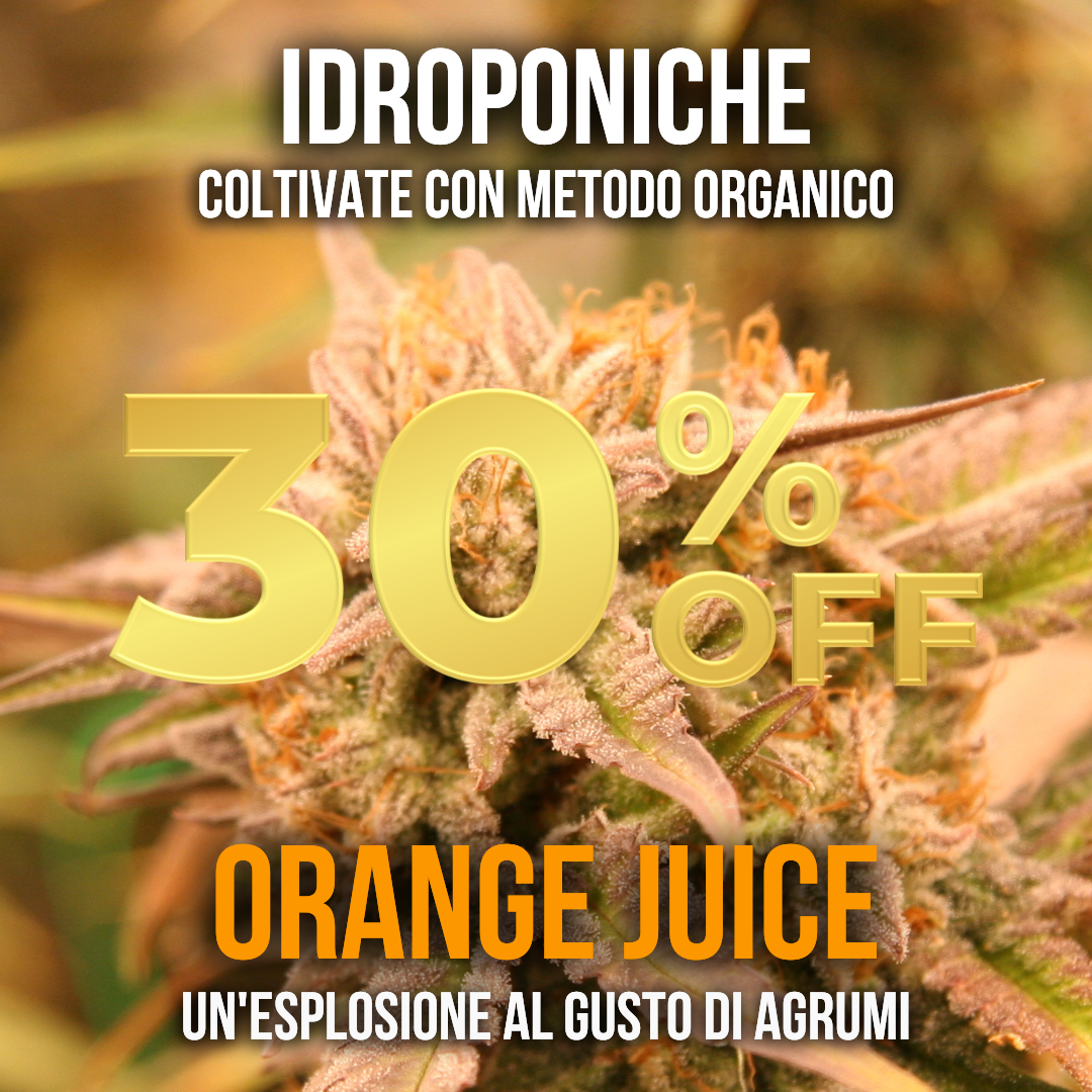 5g Orange Juice idroponica