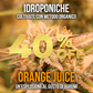 10g Orange Juice idroponica