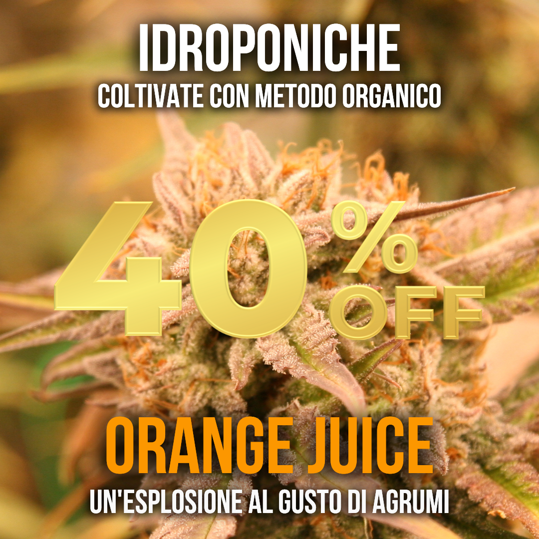 10g Orange Juice idroponica