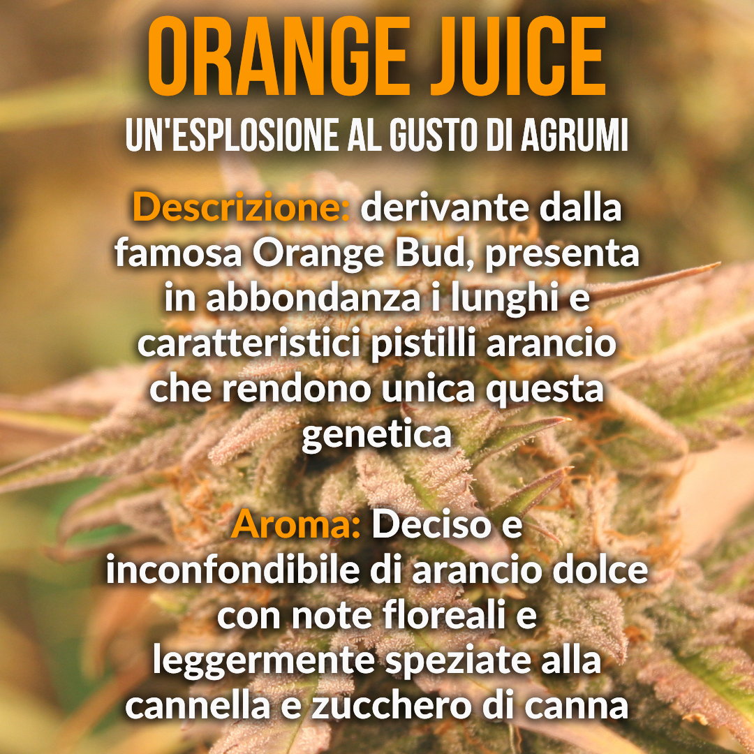 15g Orange Juice hydroponic