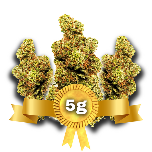 5g Key Lemon Pie idroponica