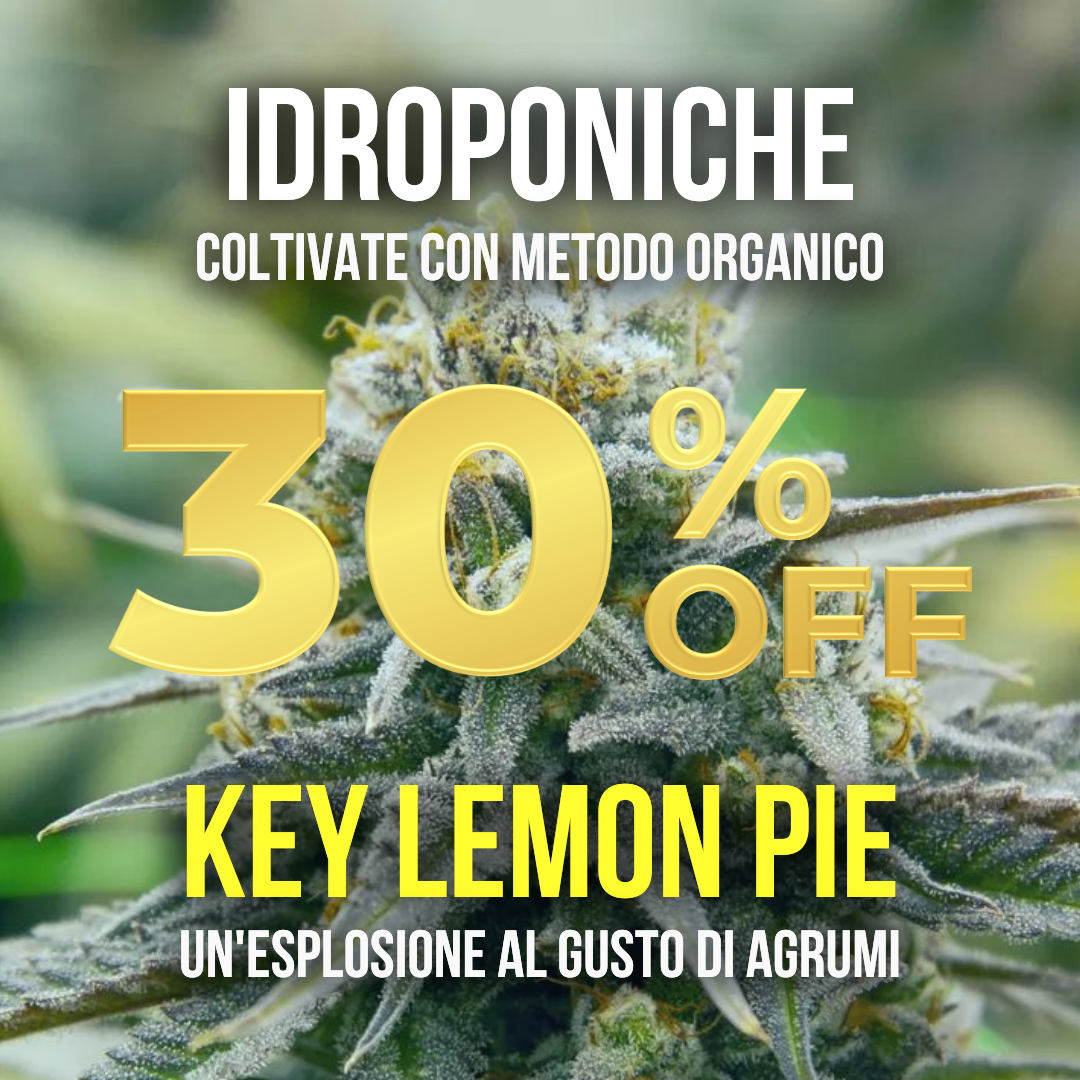 5g Key Lemon Pie hydroponics 