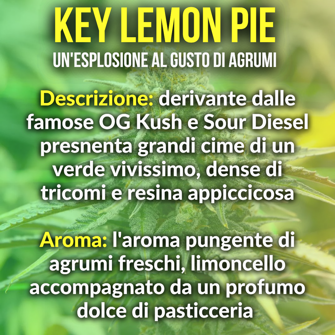 Key Lemon Pie